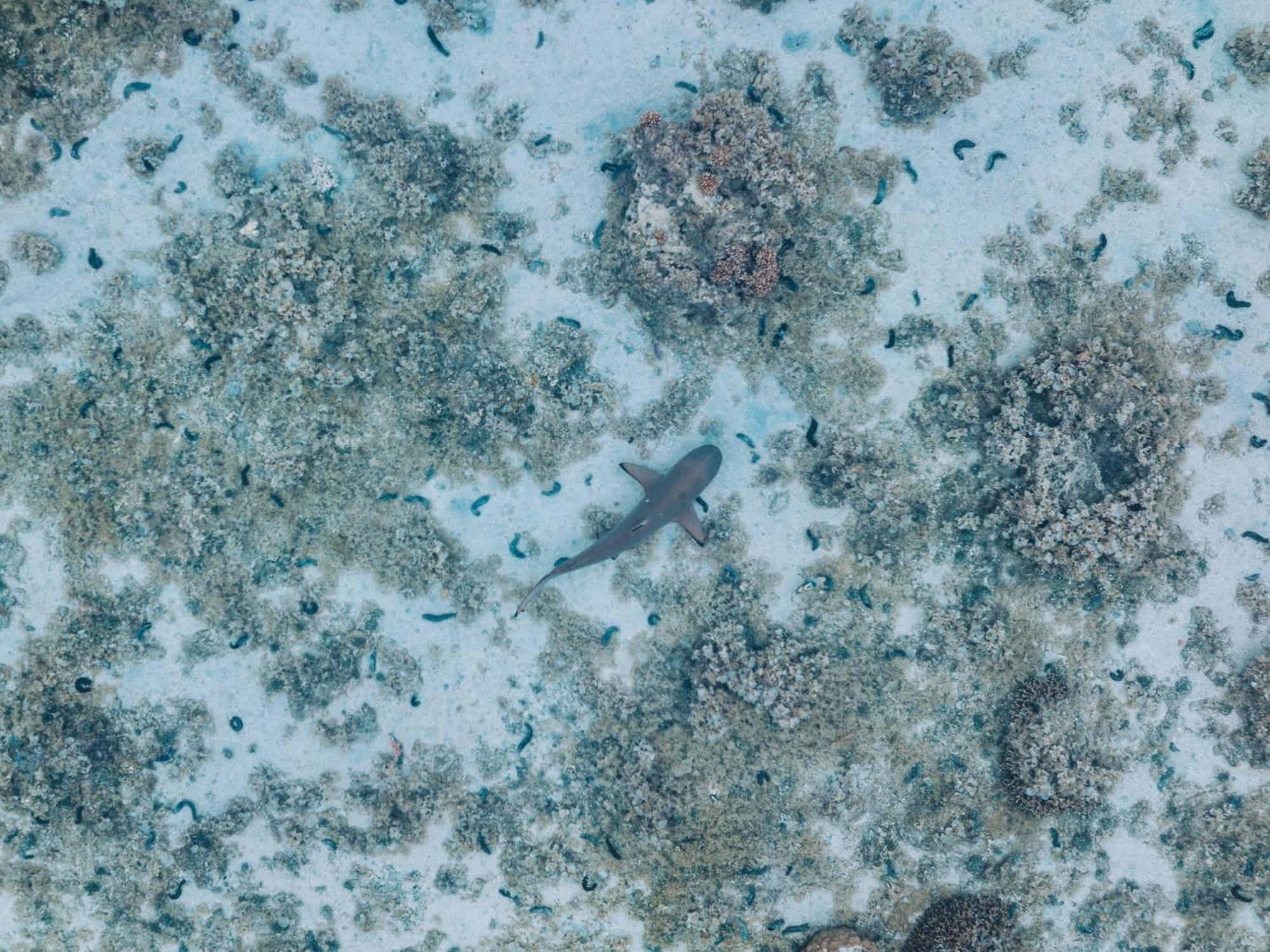Lagoon Dream موريا المظهر الخارجي الصورة